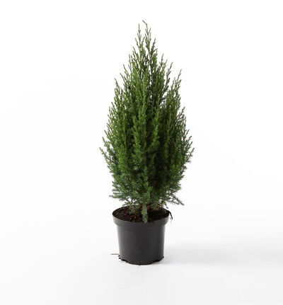 Einer busk Einer busk